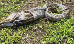 蟒蛇吃人视频,蟒蛇吞噬人类，真实视频曝光